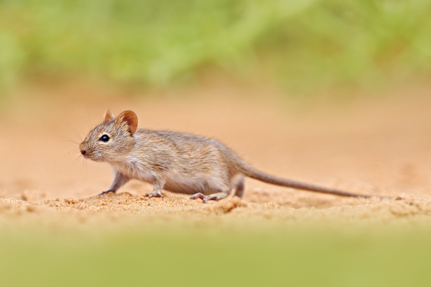 Rodent Control McDuffie Pest Control