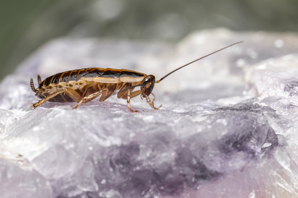roaches image termites in wood