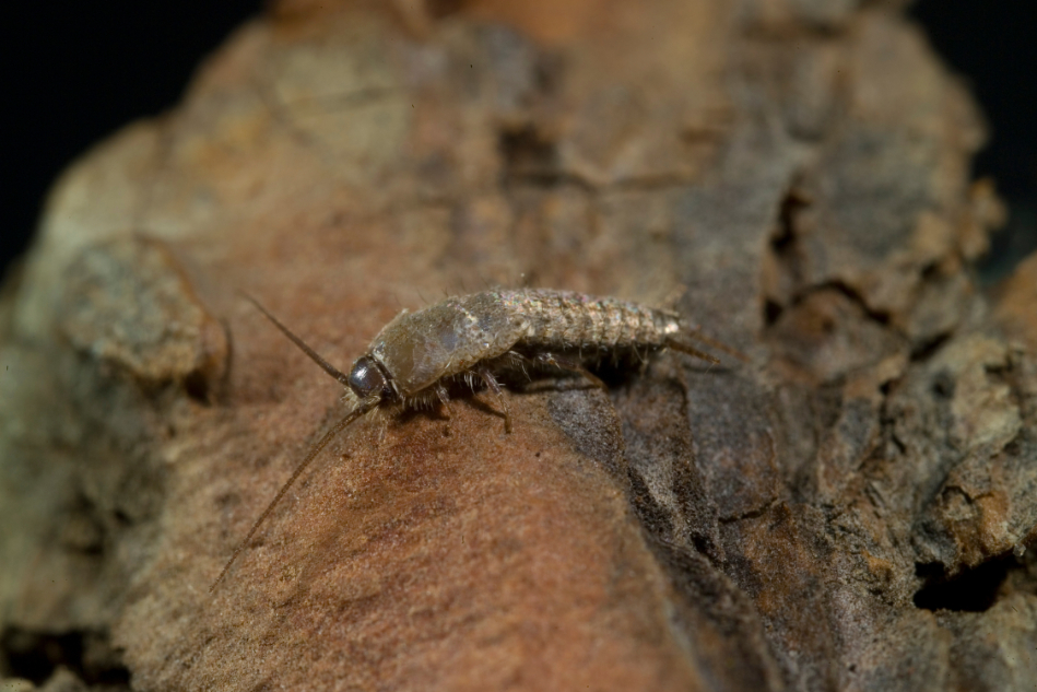silverfishheader image termites in wood